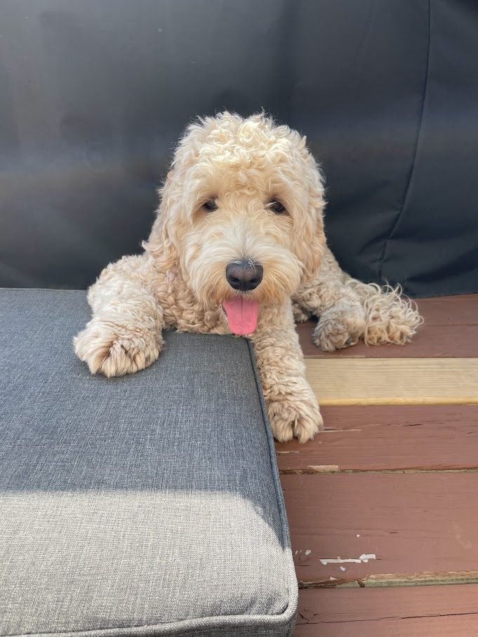 Legendary Labradoodles Gondi