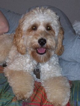 Tashi