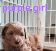 Purple girl