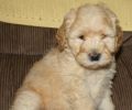 Baxter