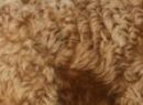 Red Loose Curl