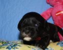 pink collar girl
