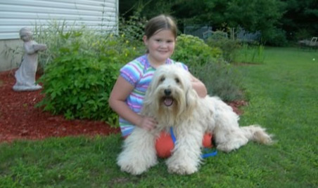 Labradoodle Puppies on Labradoodle Puppies By Southern Maine Labradoodles  Recommended