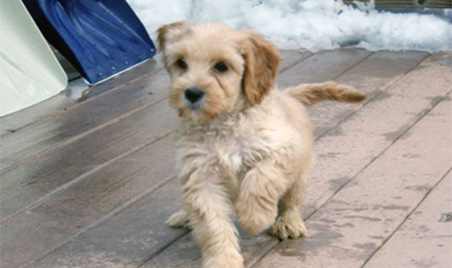 Labradoodle Puppies on Labradoodle Puppies By Southern Maine Labradoodles  Recommended