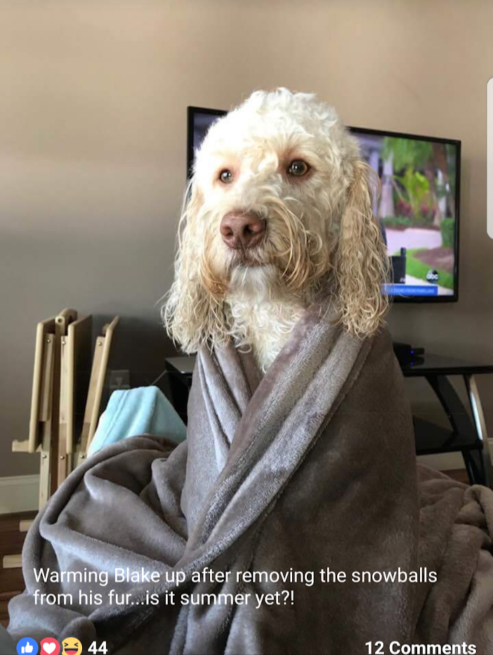 JackNDoodle ranch's Country Boy