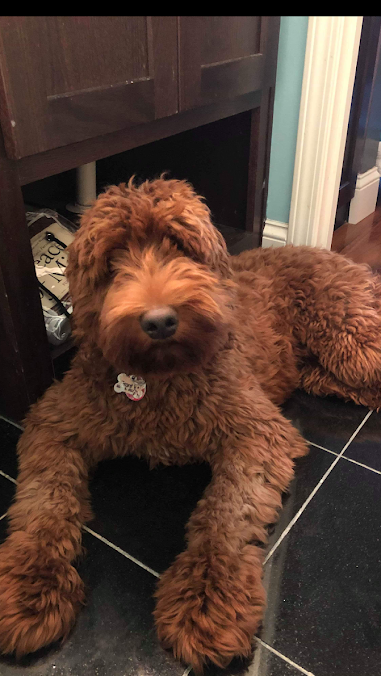 Labradoodle Breeders, Our Ladies and Gents. Mini and Medium Australian ...