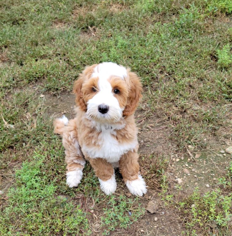 Medium labradoodle sales puppy