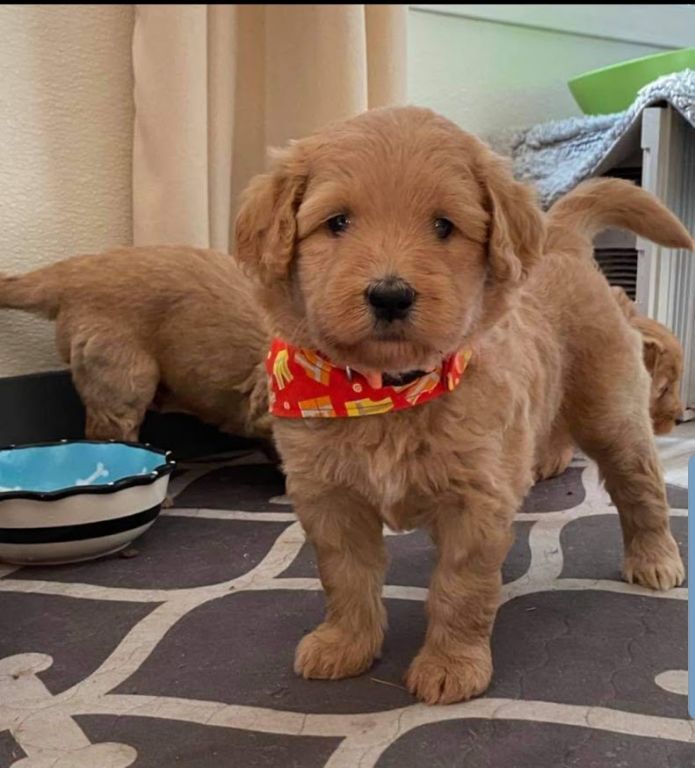 Labradoodle Puppies. Mini and Medium Australian Labradoodle Puppies by