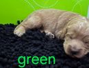 Green boy