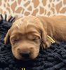 Yellow boy