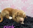 Pink girl