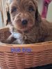 blue boy