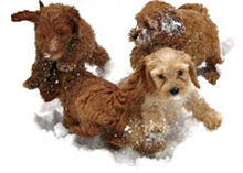 Upcoming Labradoodle Puppy Litters
