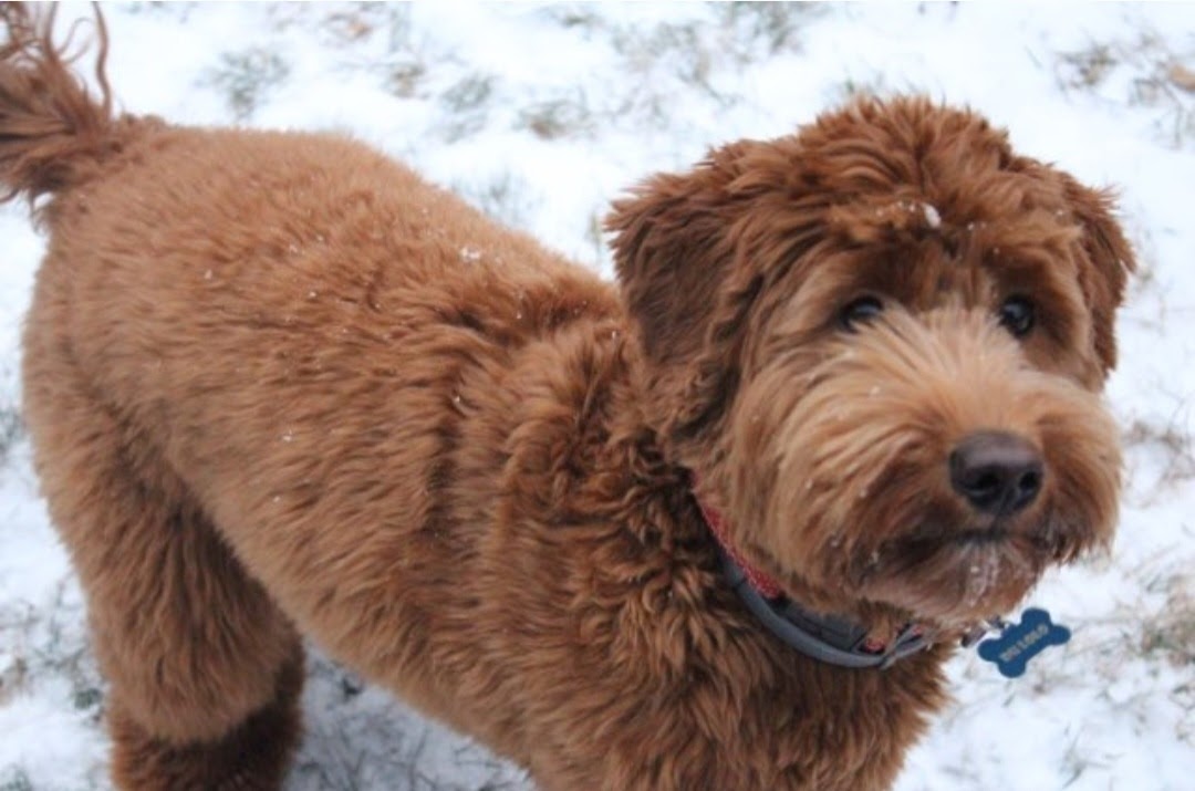 Southern Maine's Stella