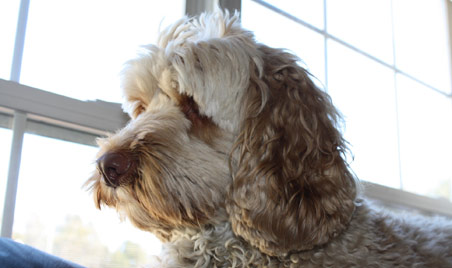 Labradoodle Puppy