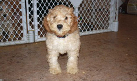 Labradoodle pup